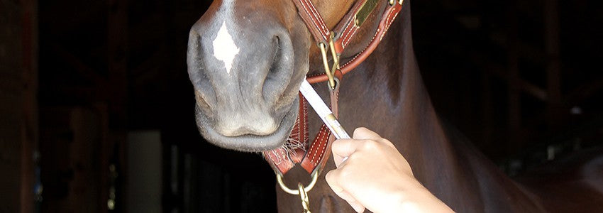 Equine Health Care
