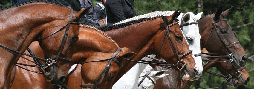 Tack & Equipment