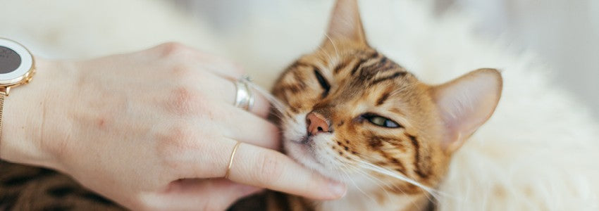 Cat Treats