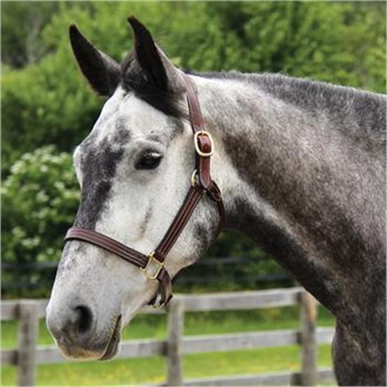 Weaver Leather Thoroughbred Halter