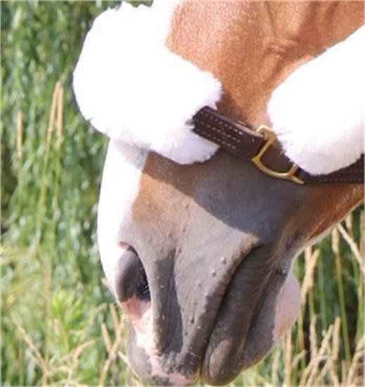 Shedrow Sheepskin Nose Cover