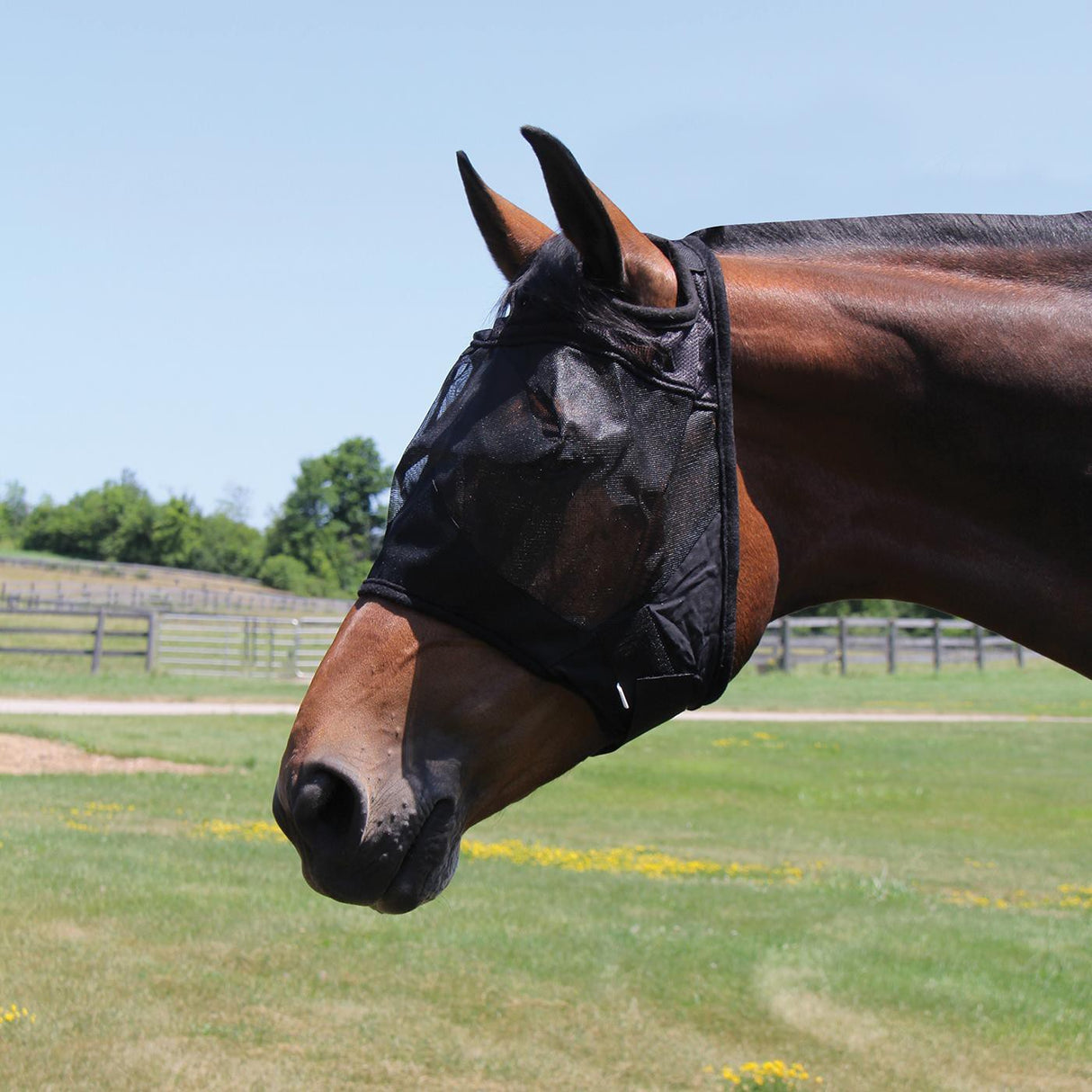 Shedrow Fly Mask