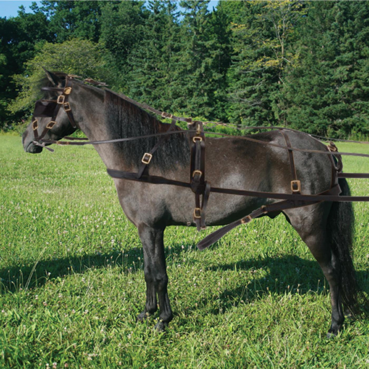 Leather Miniature Driving Harness