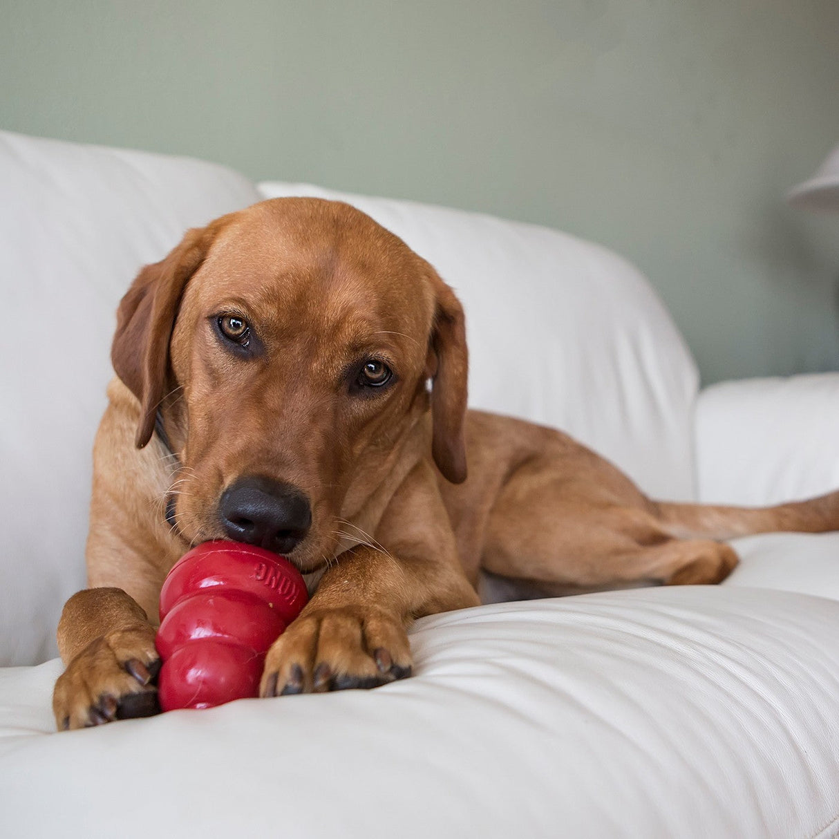 Kong Classic Dog Toy