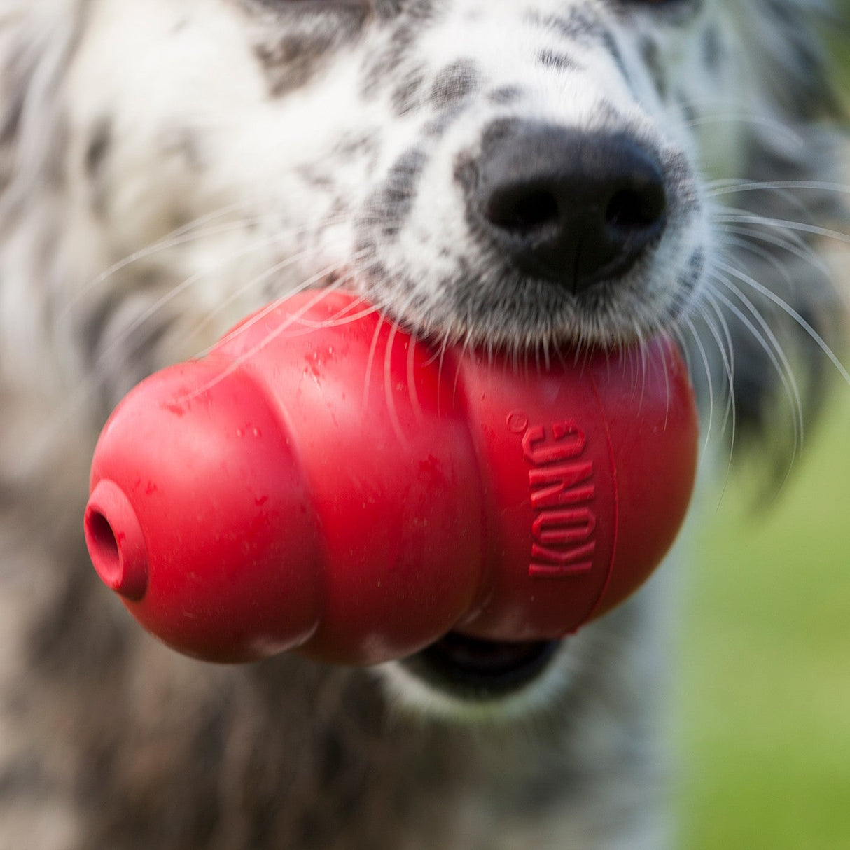 Kong Classic Dog Toy