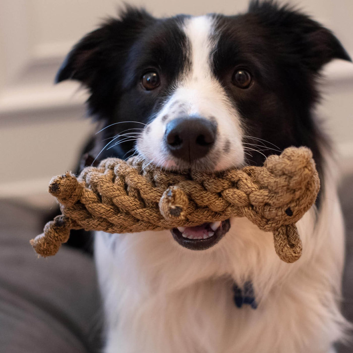 Shedrow K9 Beaver Rope Dog Toy
