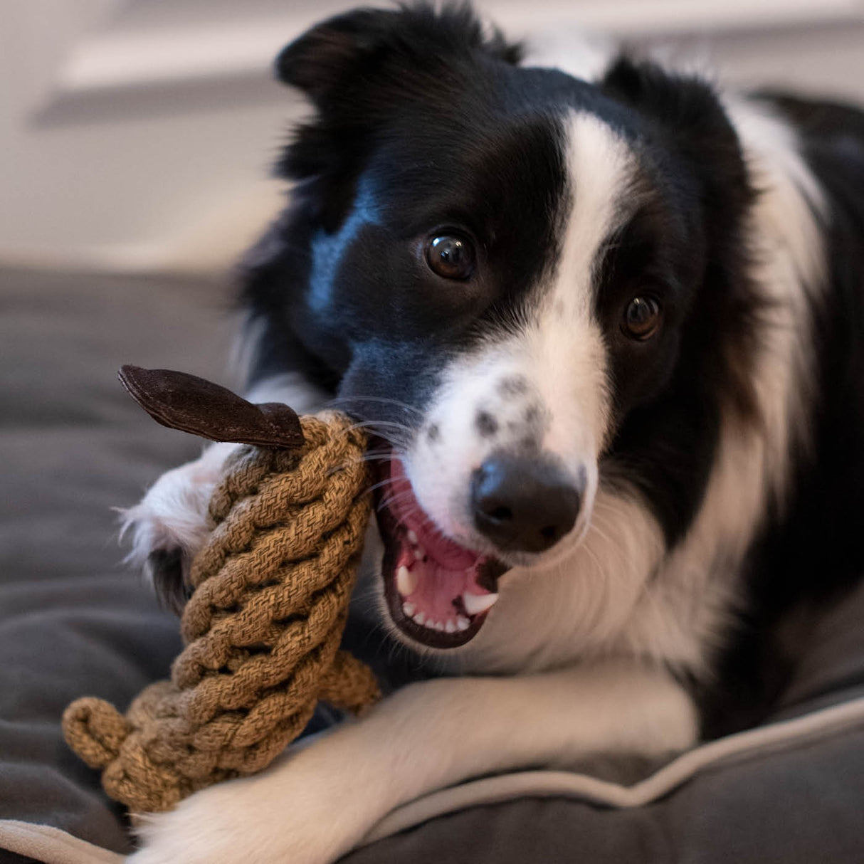 Shedrow K9 Beaver Rope Dog Toy