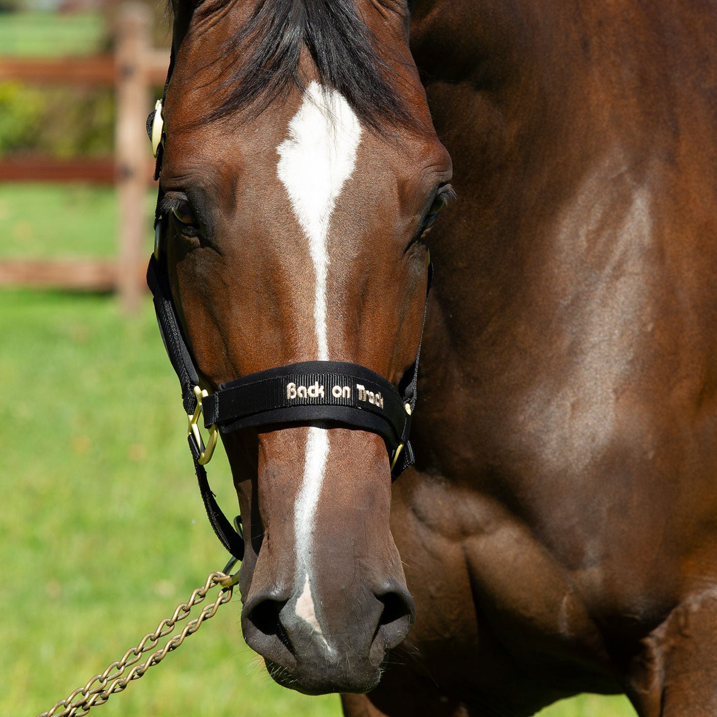Back on Track Werano Halter