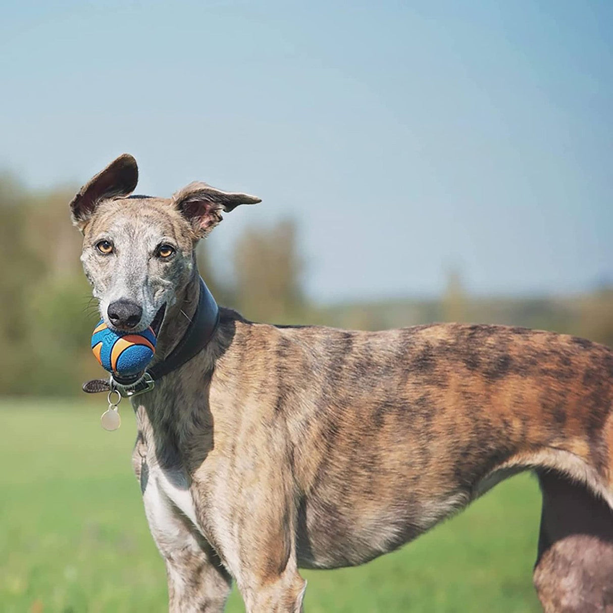 Chuckit! Ultra Squeaker Ball Dog Toy