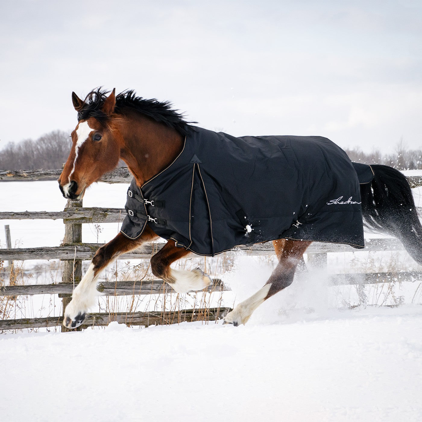 Shedrow Turnout Blanket 300 g
