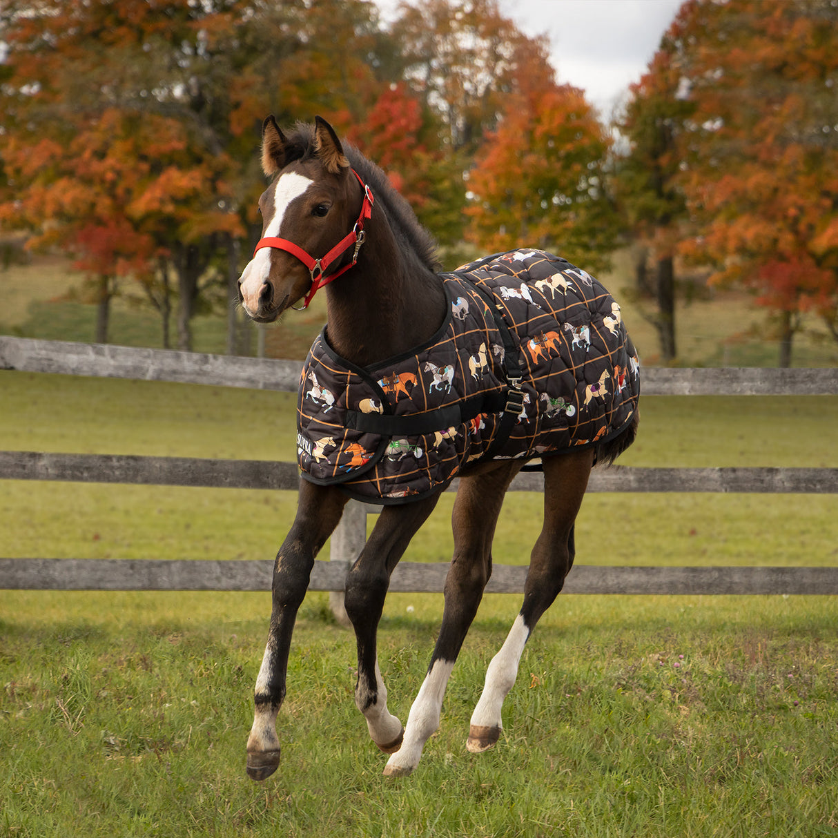 Supra Foal Blanket 300 g