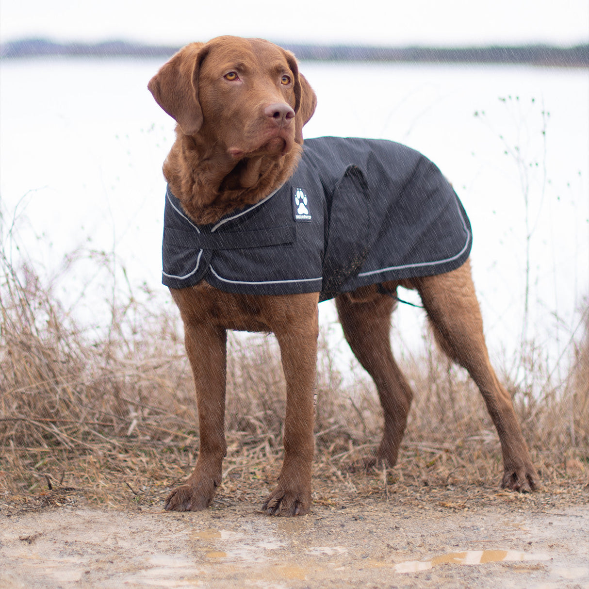 Shedrow K9 Harbor 2.0 Rain Coat