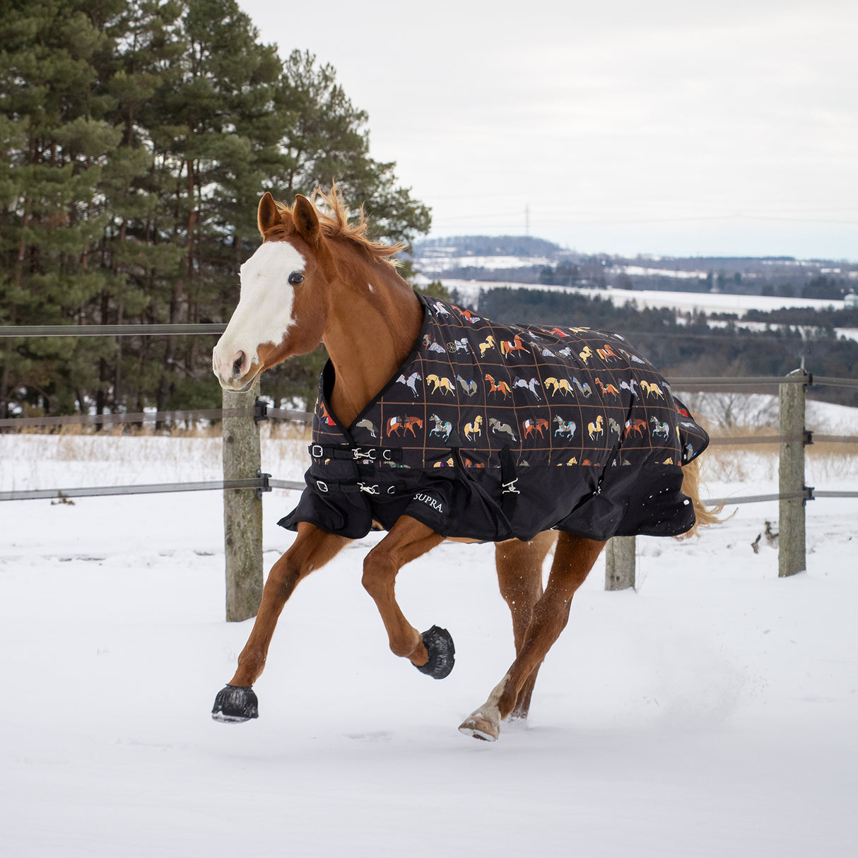 Supra Turnout Blanket 300 g