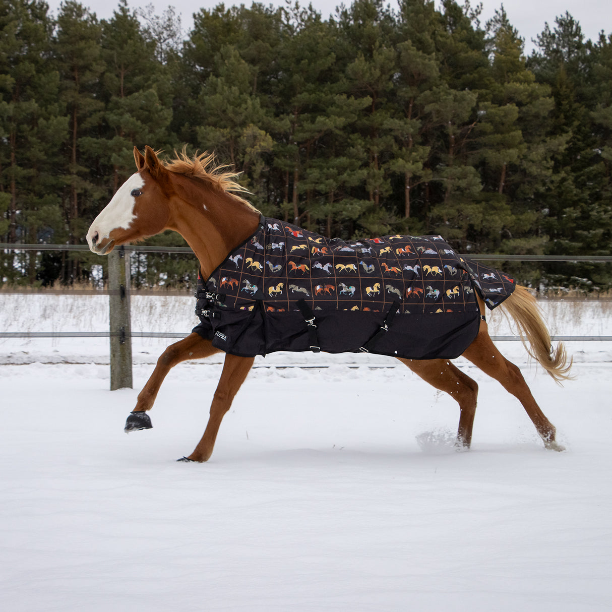 Supra Turnout Blanket 300 g