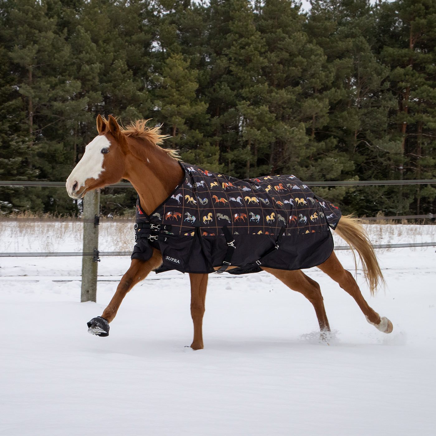 Supra Turnout Blanket 300 g