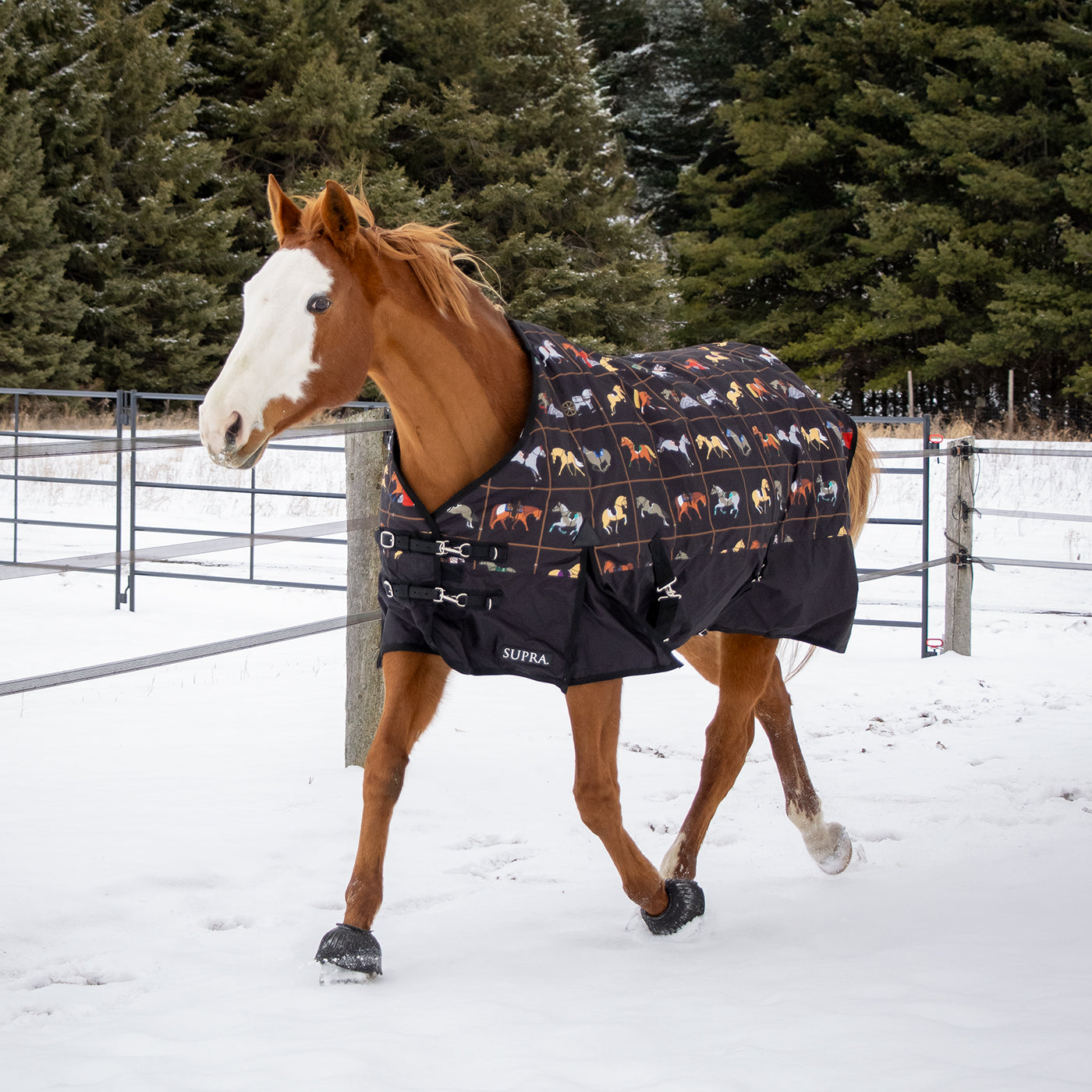 Supra Turnout Blanket 300 g