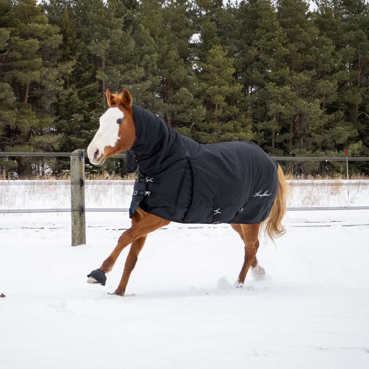 Shedrow Full Neck Turnout Blanket 300 g