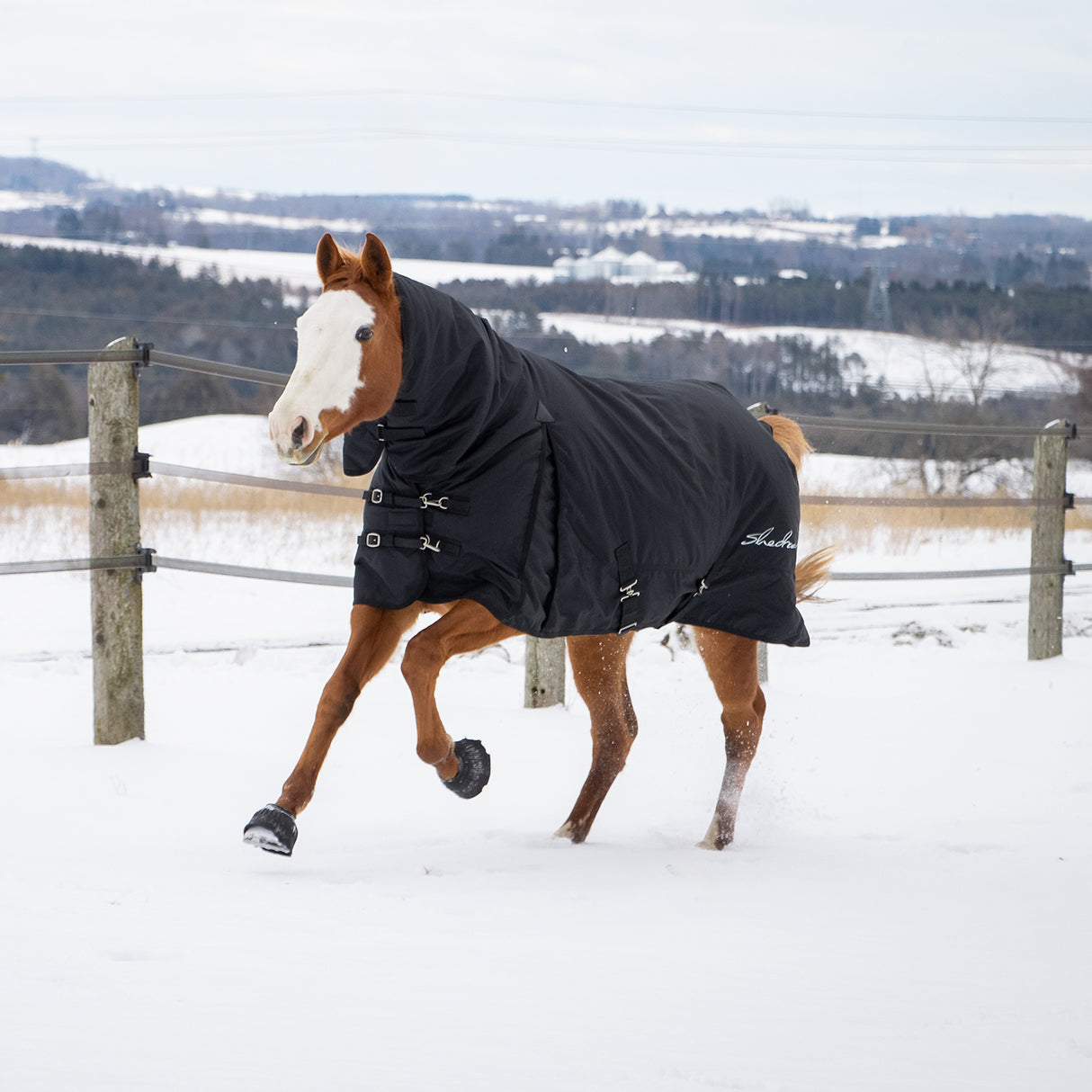 Shedrow Full Neck Turnout Blanket 300 g