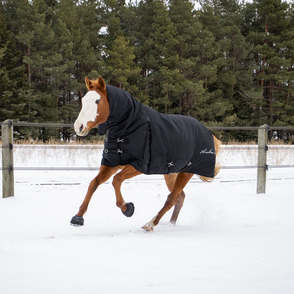 Shedrow Full Neck Turnout Blanket 300 g