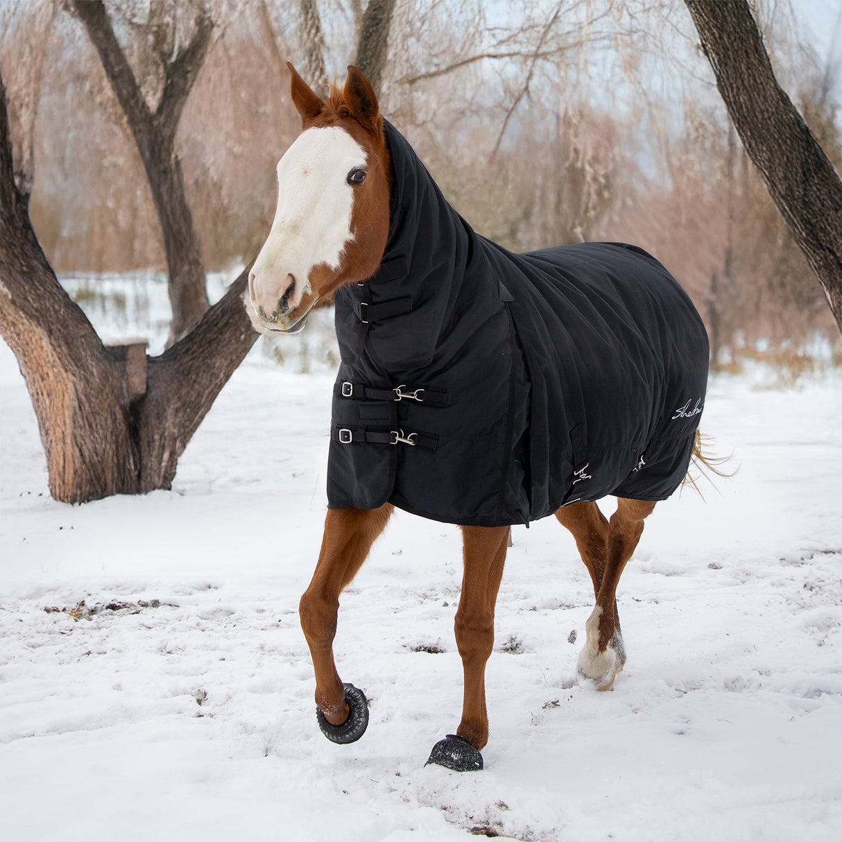 Shedrow Full Neck Turnout Blanket 300 g