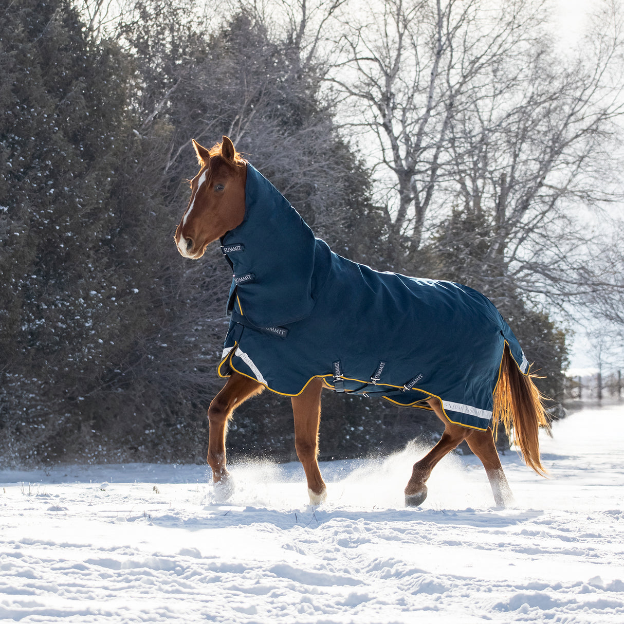 Summit Nova Turnout Blanket 250 g W/ 150 g Hood