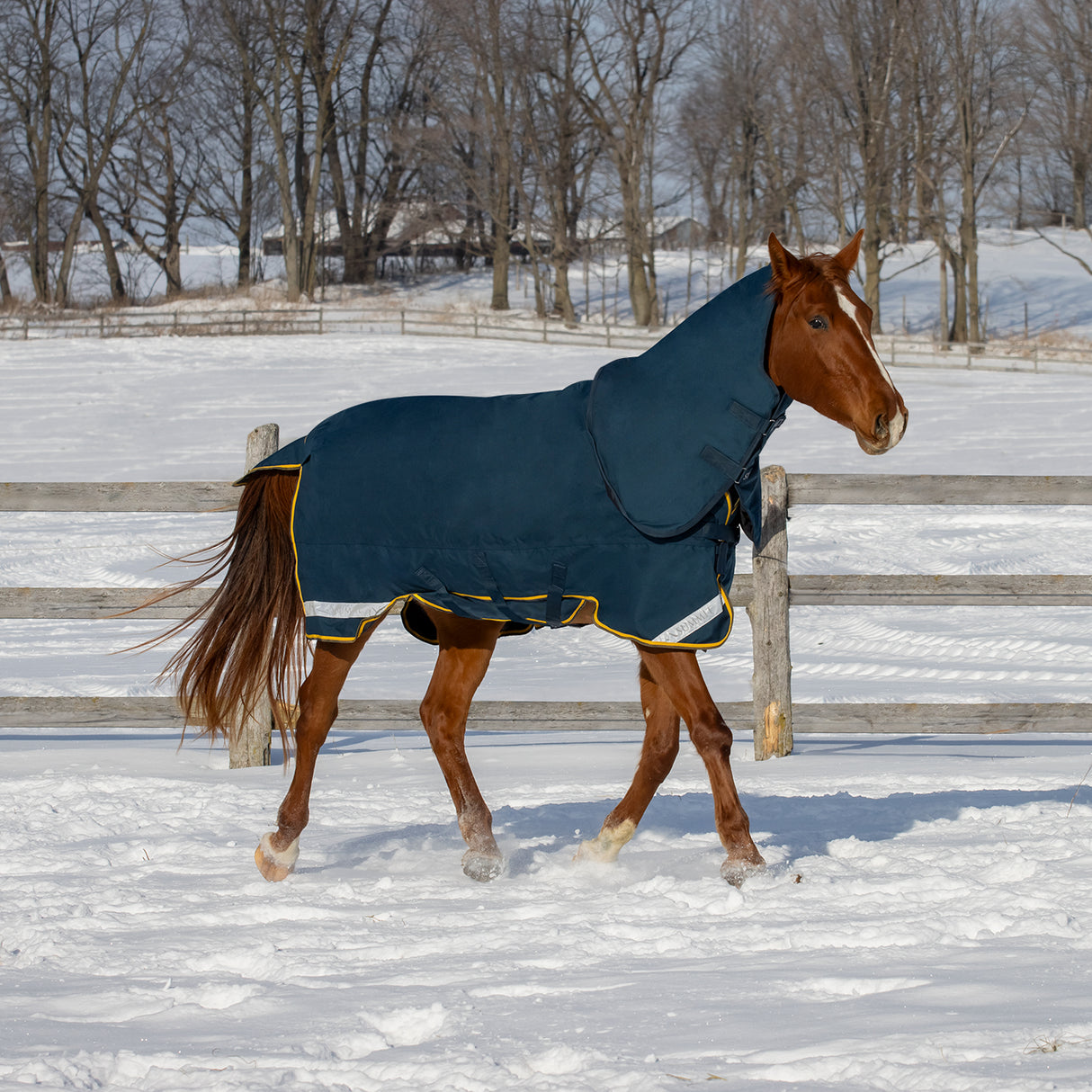 Summit Nova Turnout Blanket 250 g W/ 150 g Hood