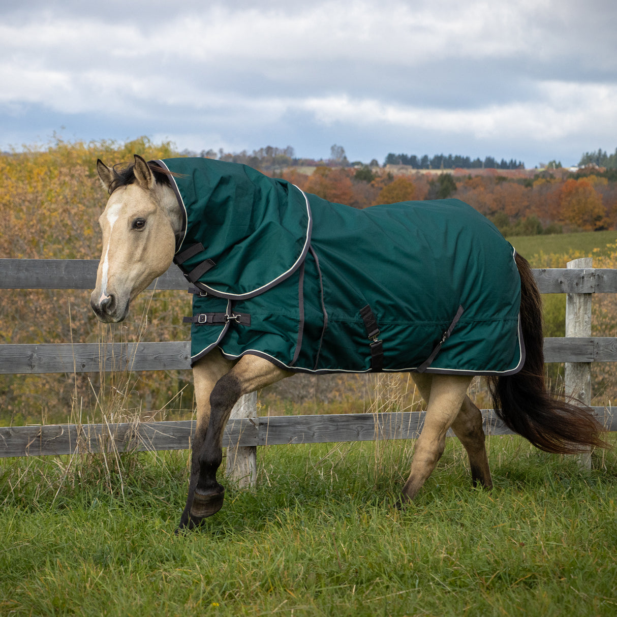 Shedrow Turnout Blanket W/ Hood 100 g