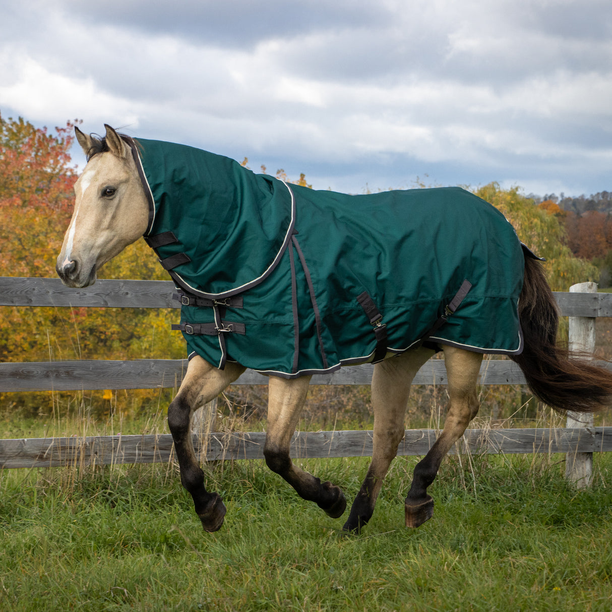 Shedrow Turnout Blanket W/ Hood 100 g