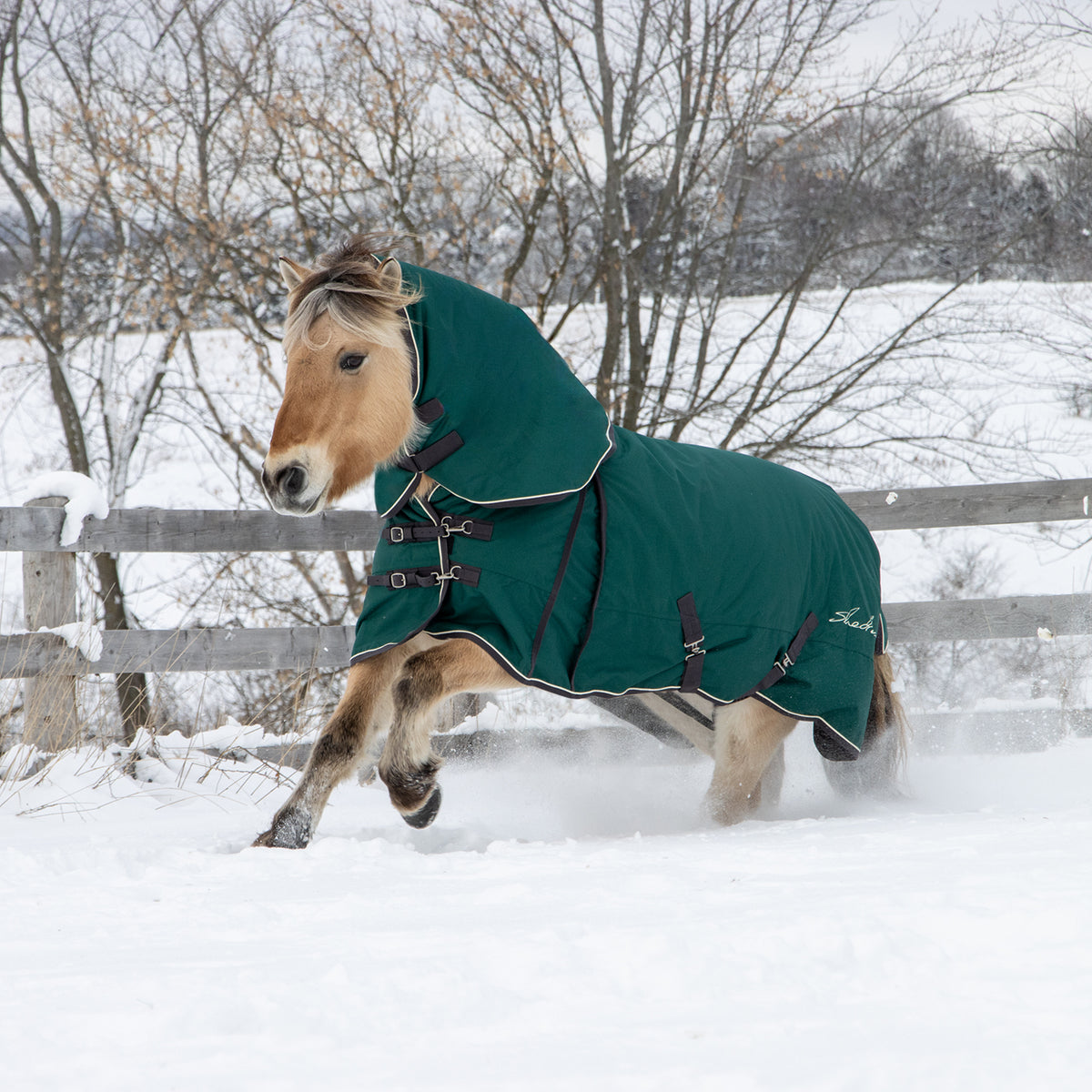 Shedrow Turnout Blanket W/ Hood 300 g