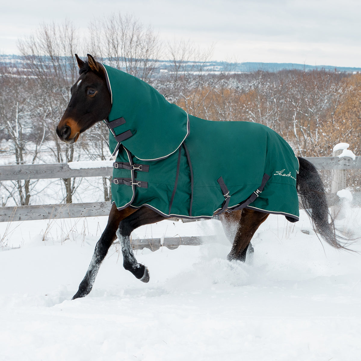Shedrow Turnout Blanket W/ Hood 300 g