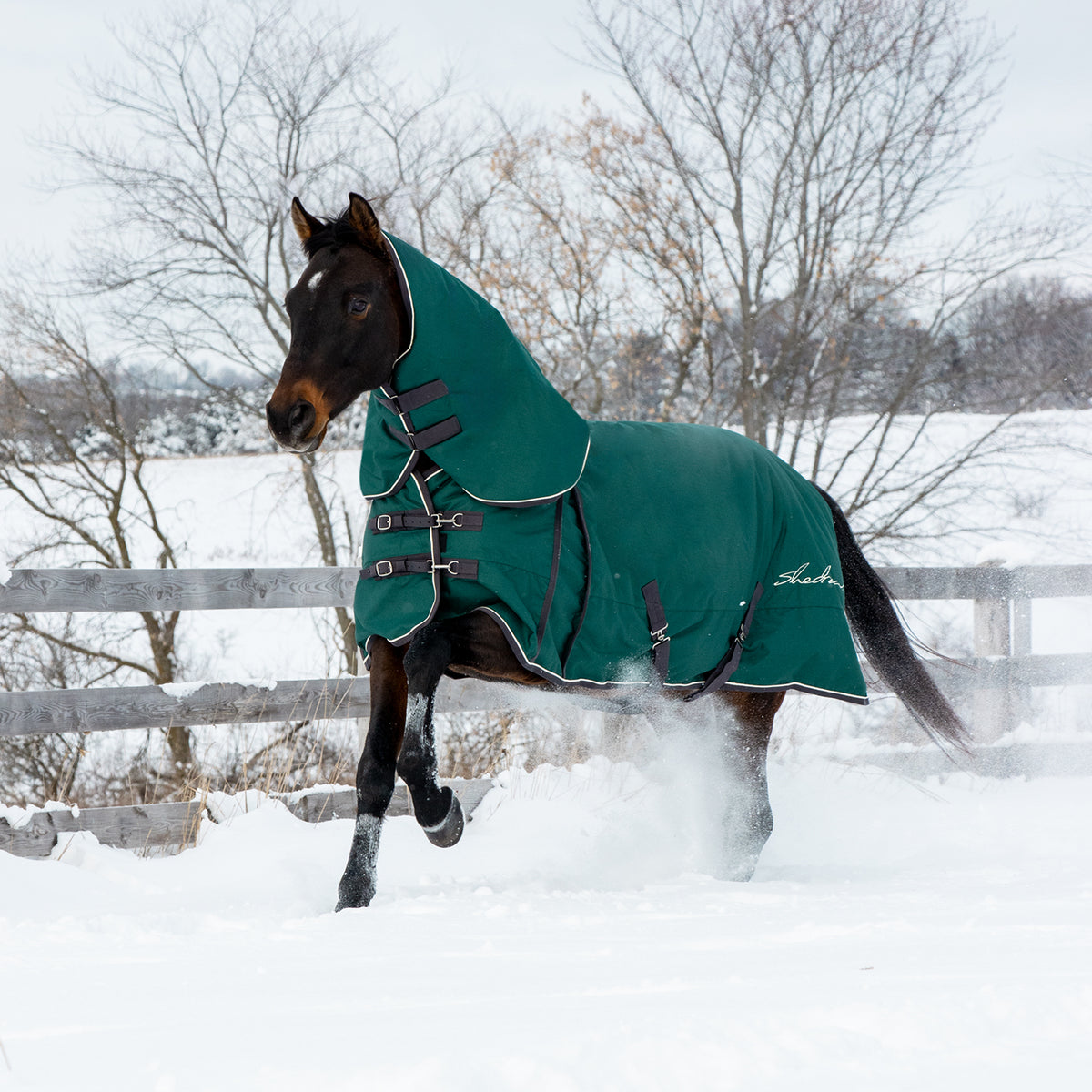 Shedrow Turnout Blanket W/ Hood 300 g