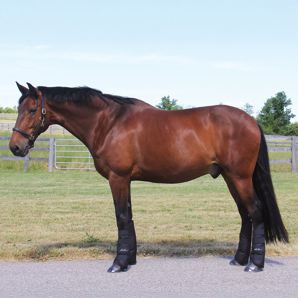 Shedrow Shipping Boots