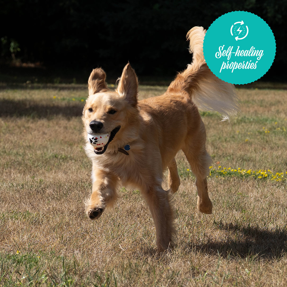 Shedrow K9 FlexiPlay Ball