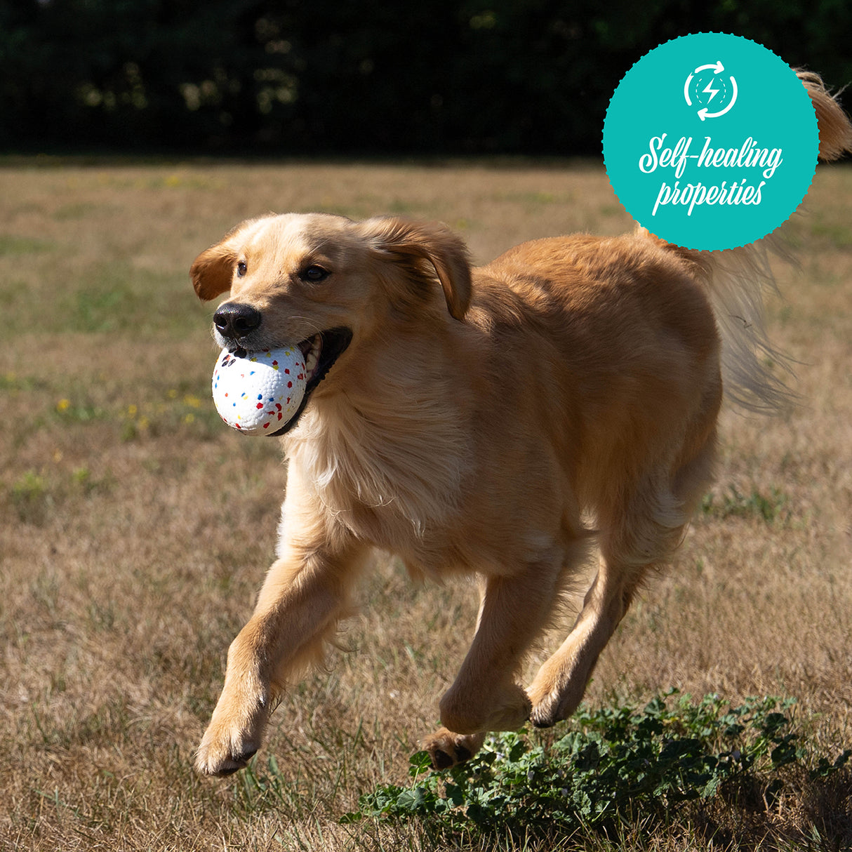 Shedrow K9 FlexiPlay Football