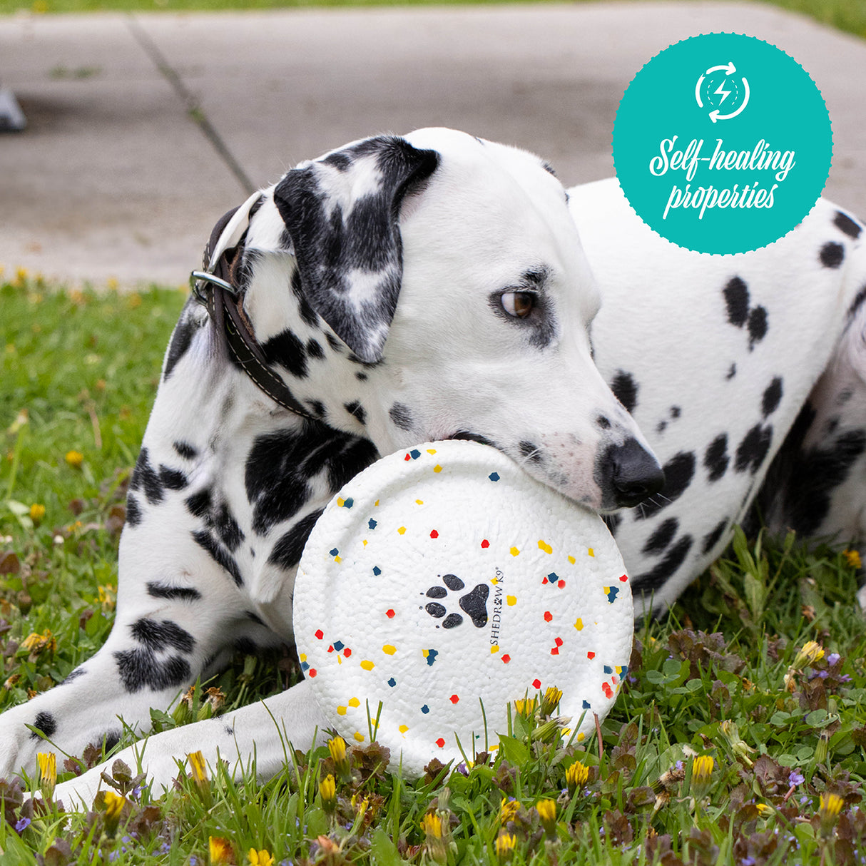 Shedrow K9 FlexiPlay Frisbee