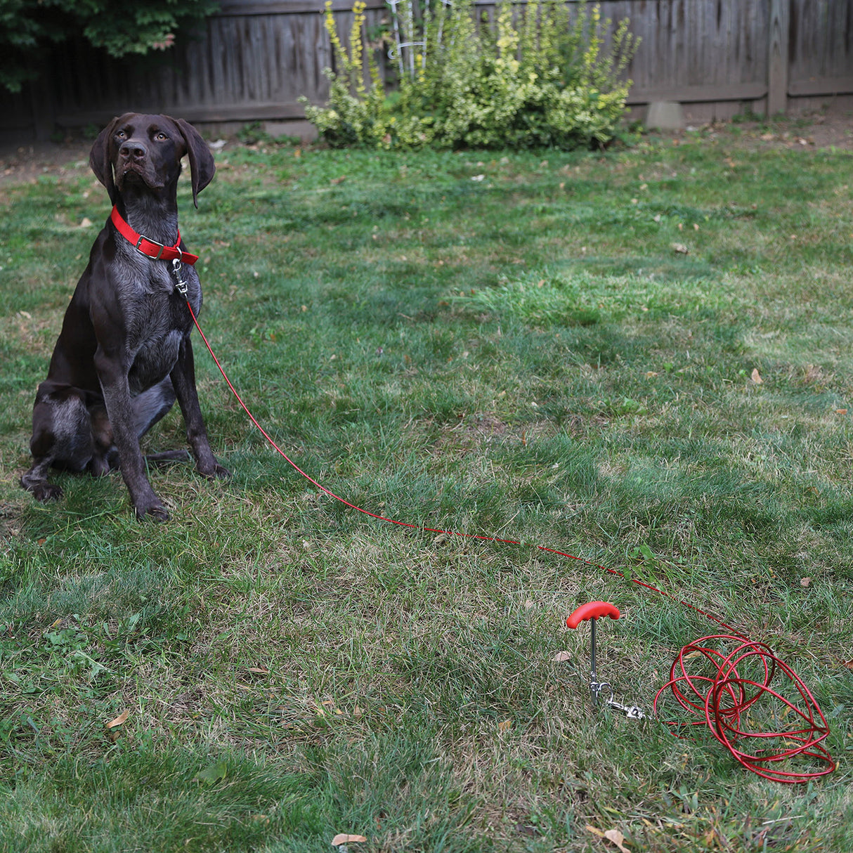 Boss Pet Spiral Stake W/ Cable Tie Out