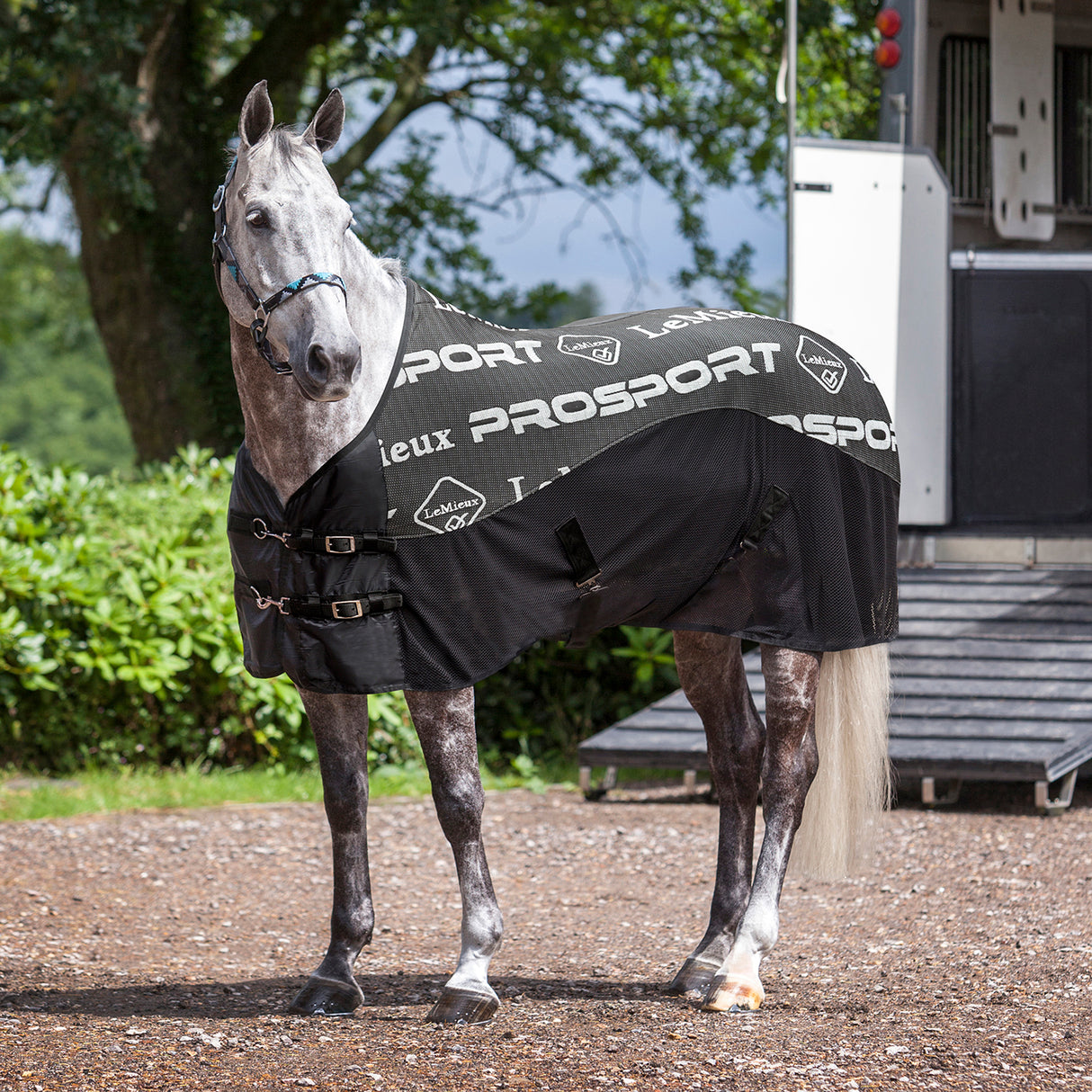 LeMieux Carbon Cooler