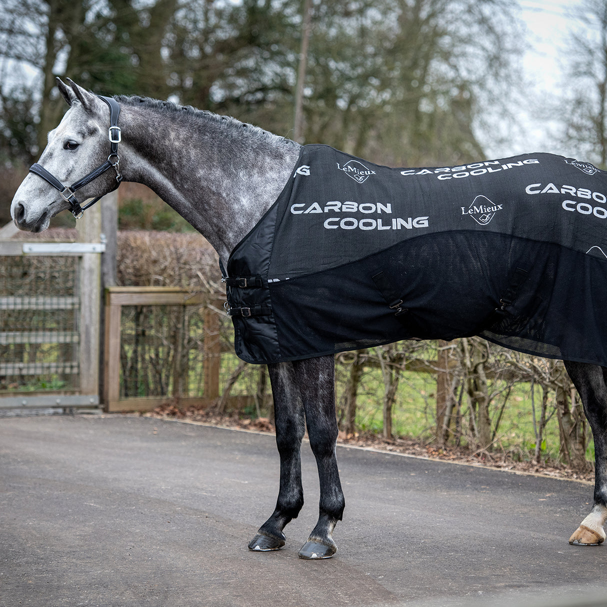 LeMieux Carbon Cooler