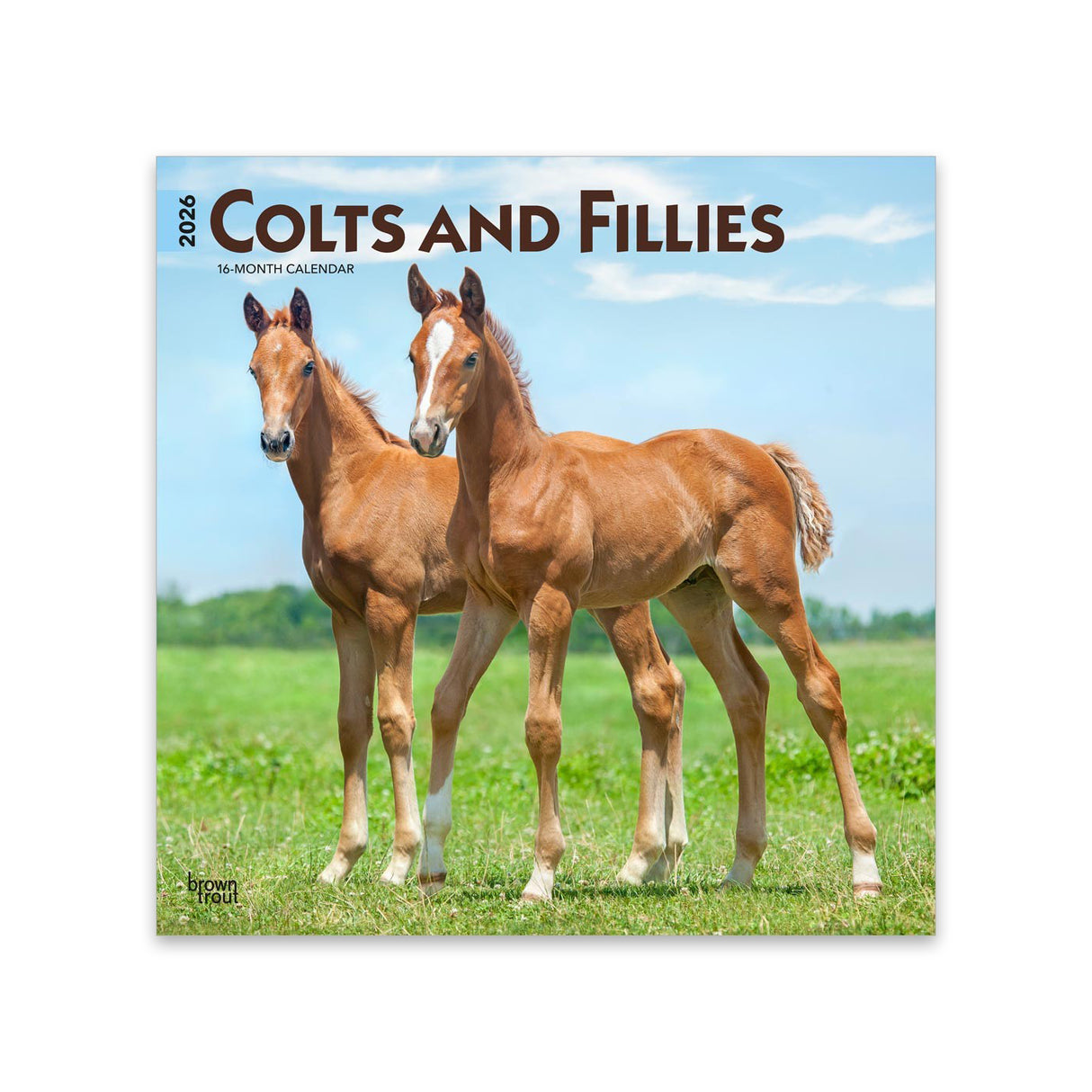 BrownTrout Colts & Fillies 2026 Square Calendar
