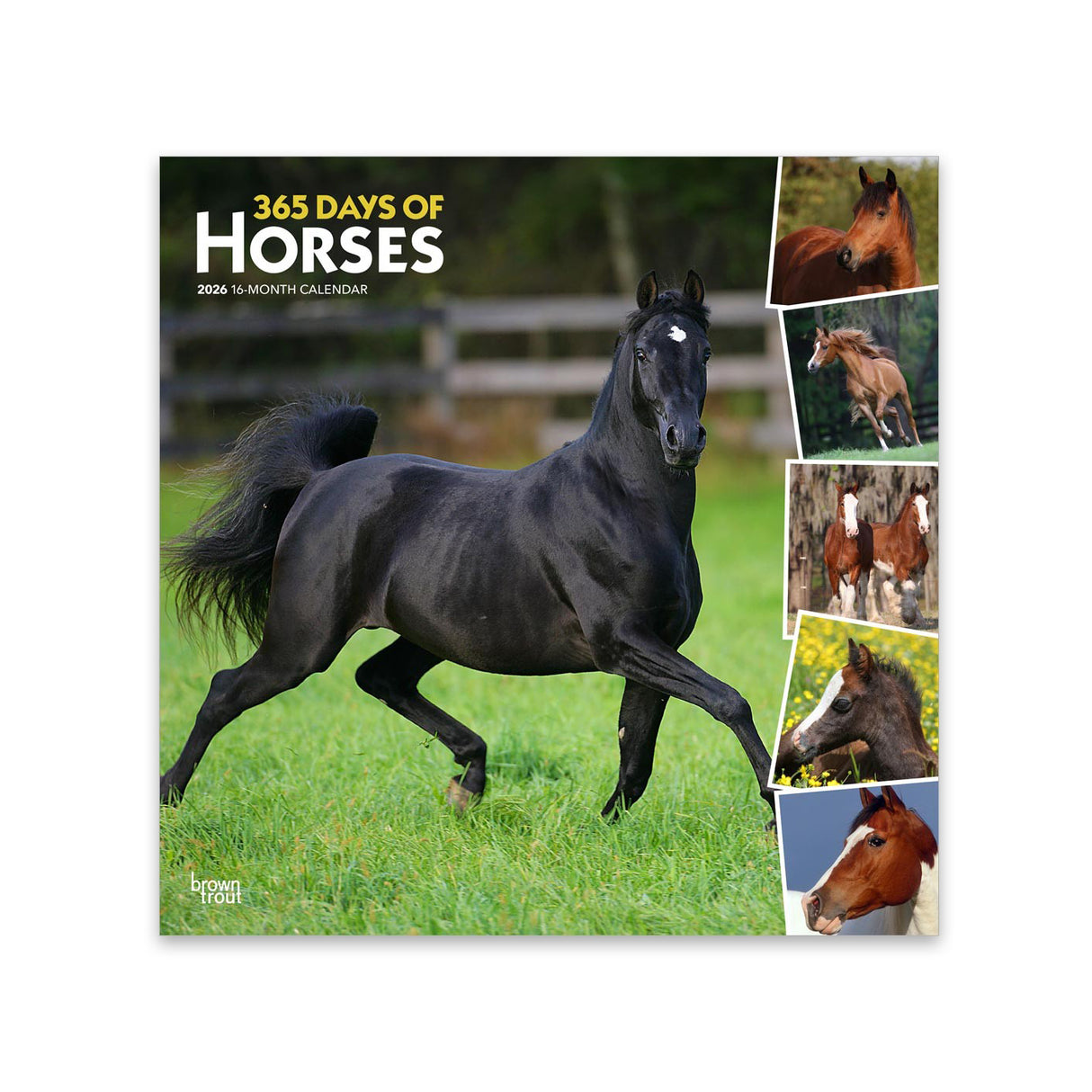 BrownTrout 365 Days of Horses 2026 Square Calendar