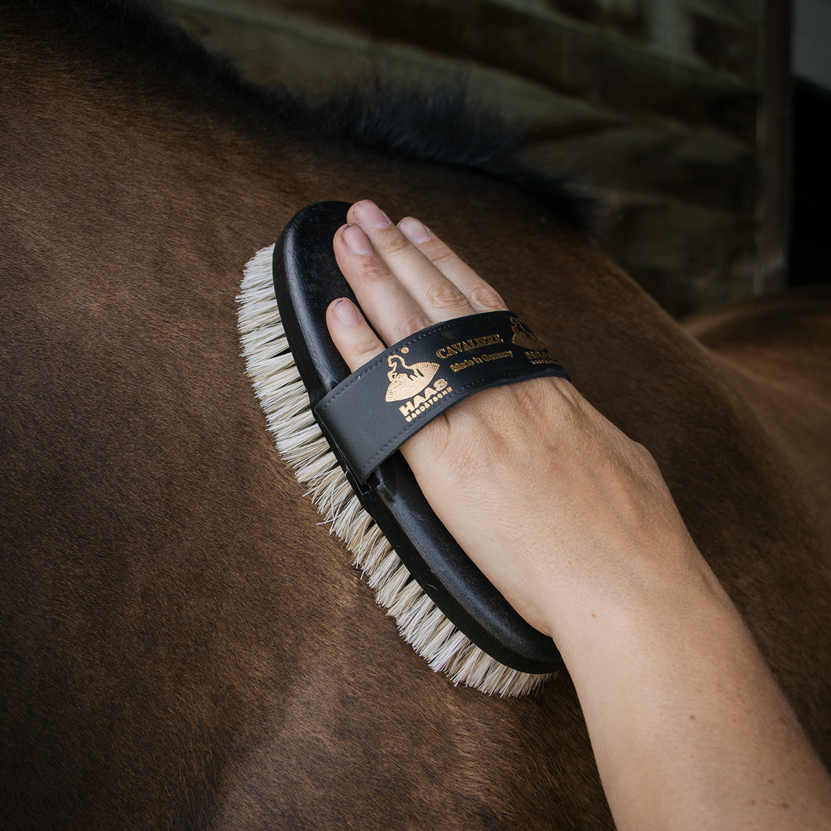 Haas Cavaliere Brush