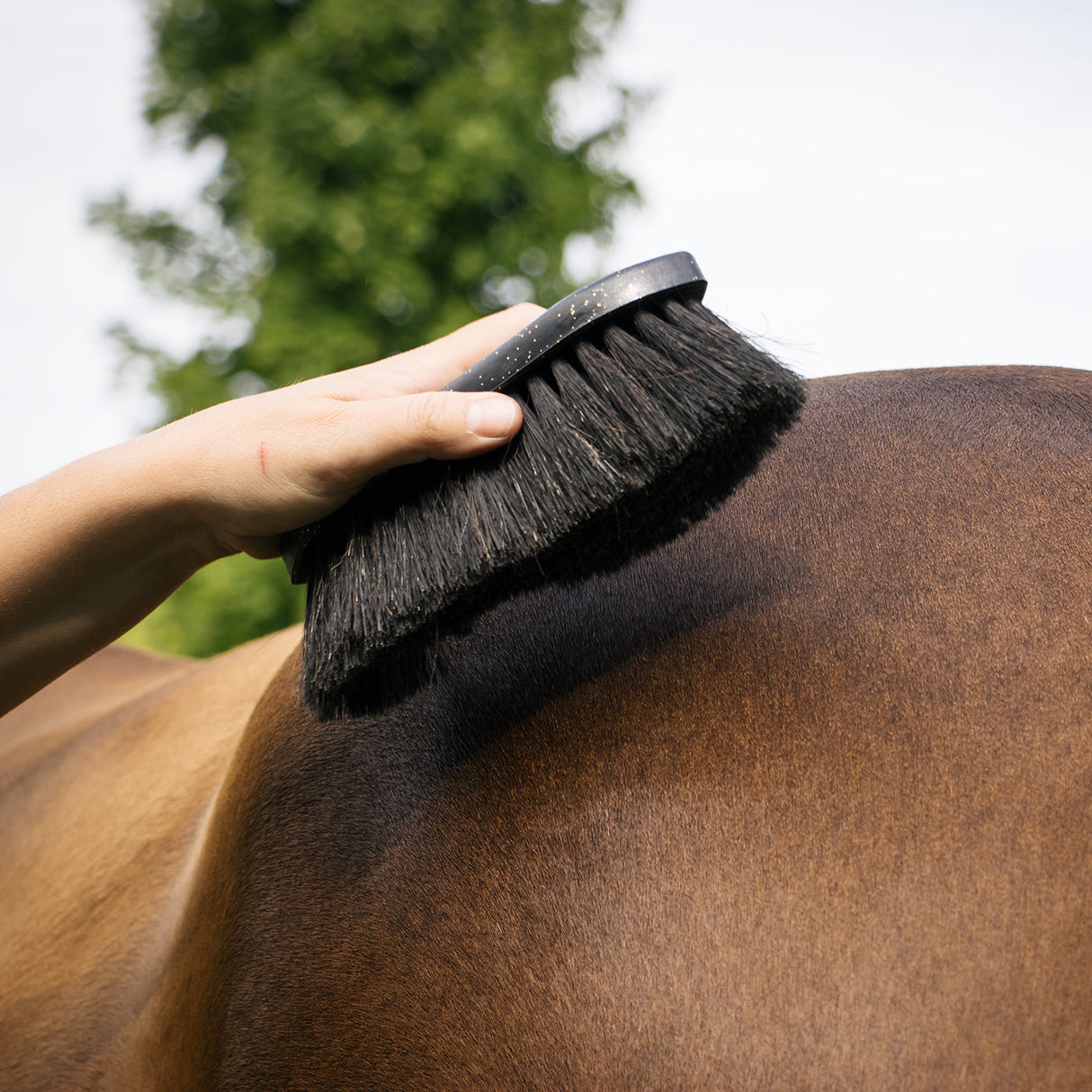 Haas Diamond Noir Brush