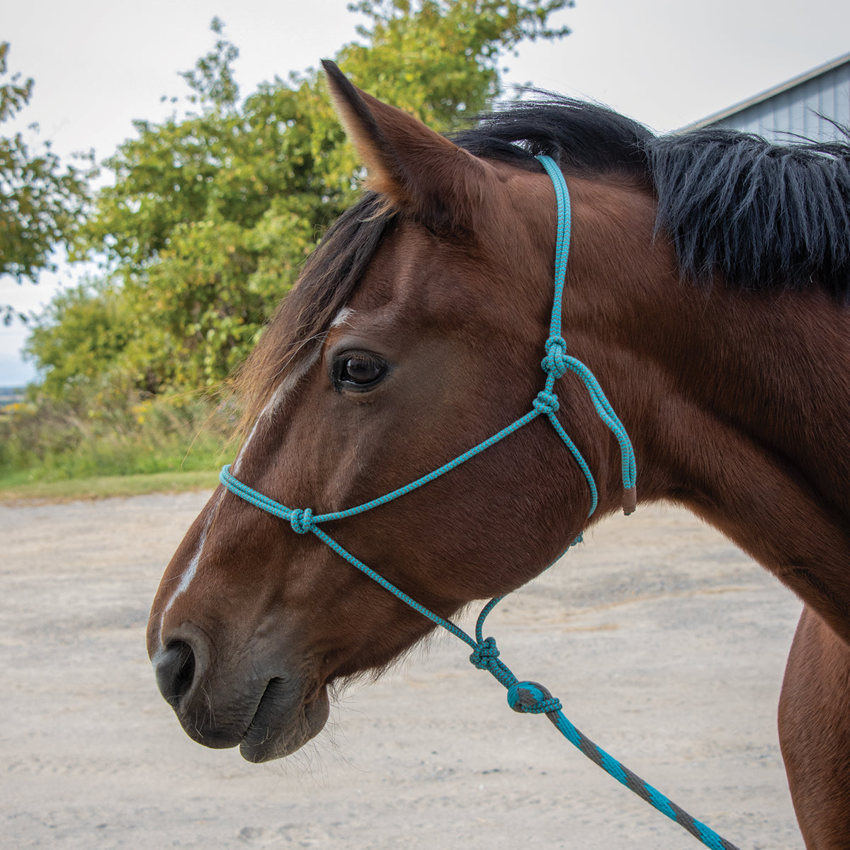 Weaver EcoLuxe Rope Halter W/ 10 ft. Lead