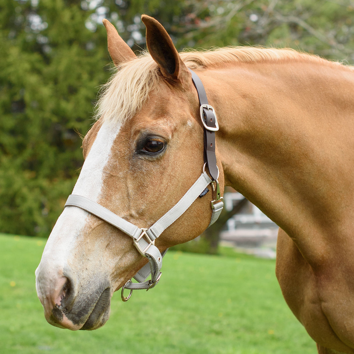 Supra Adjustable Breakaway Halter W/ Leather Crown