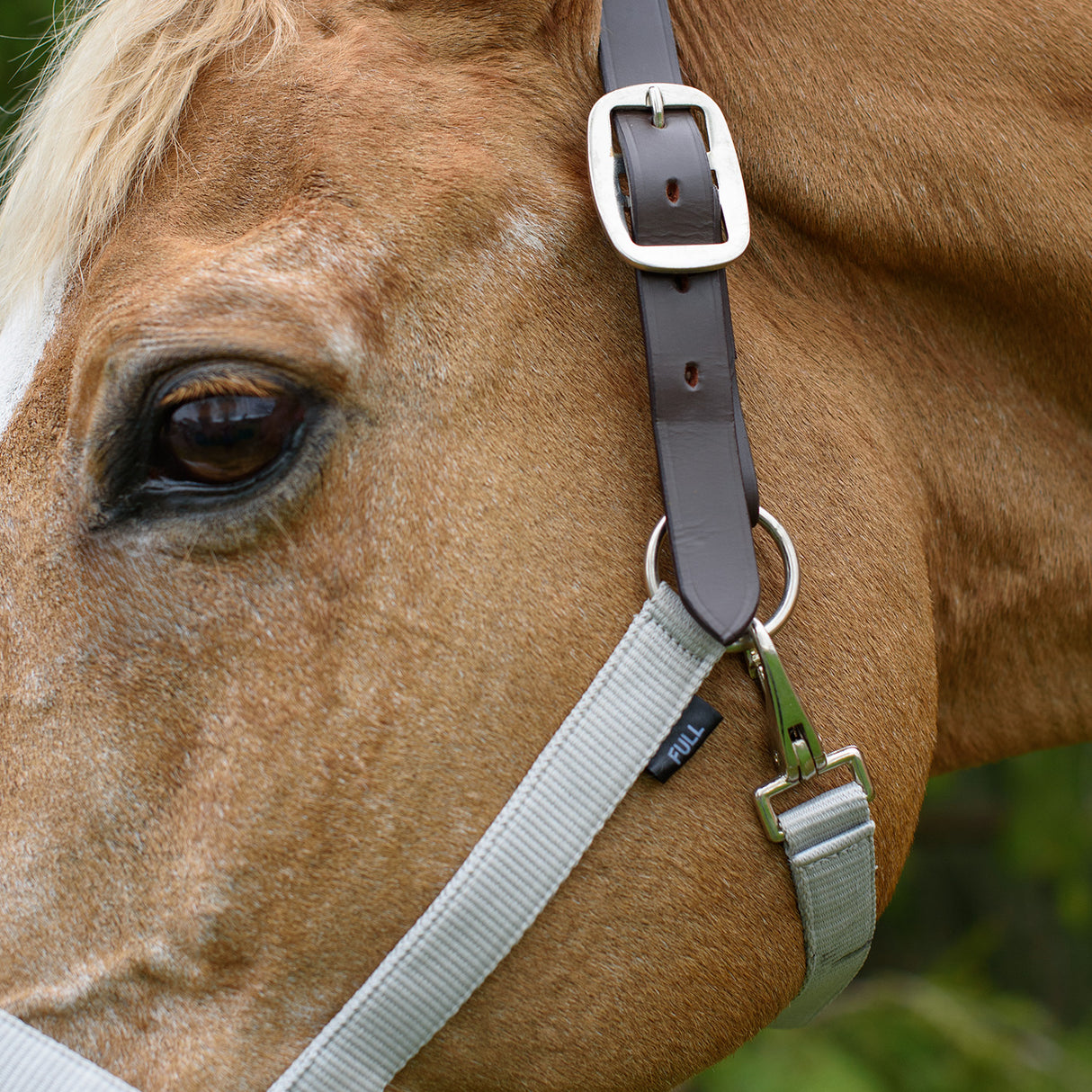 Supra Adjustable Breakaway Halter W/ Leather Crown