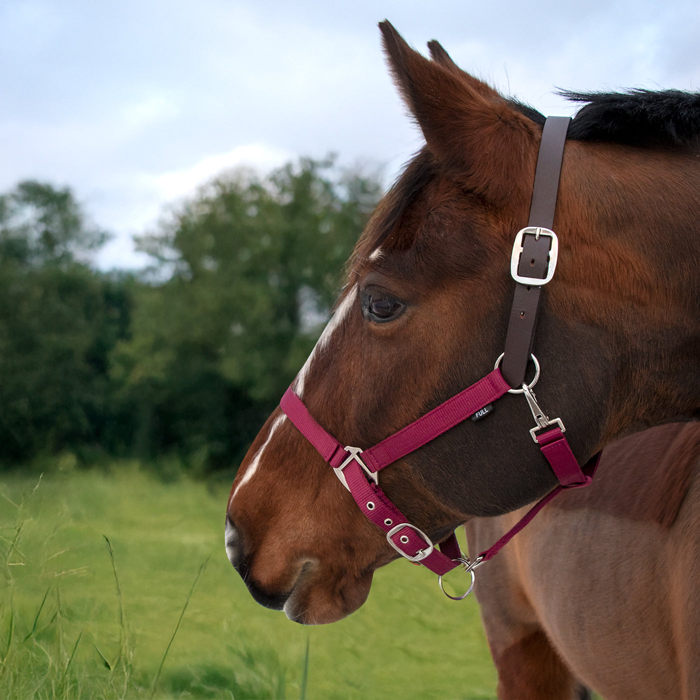 Supra Adjustable Breakaway Halter W/ Leather Crown