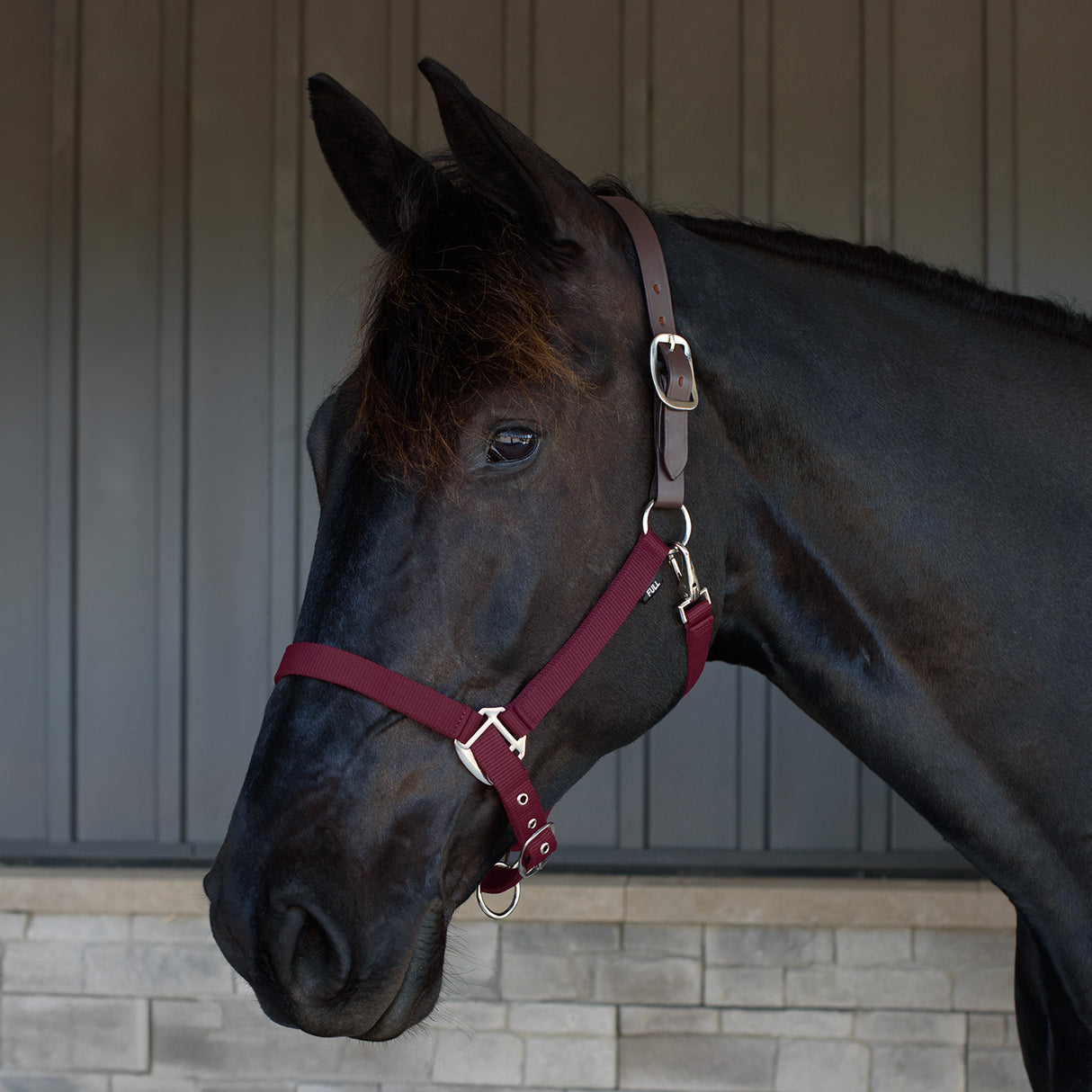 Supra Adjustable Breakaway Halter W/ Leather Crown