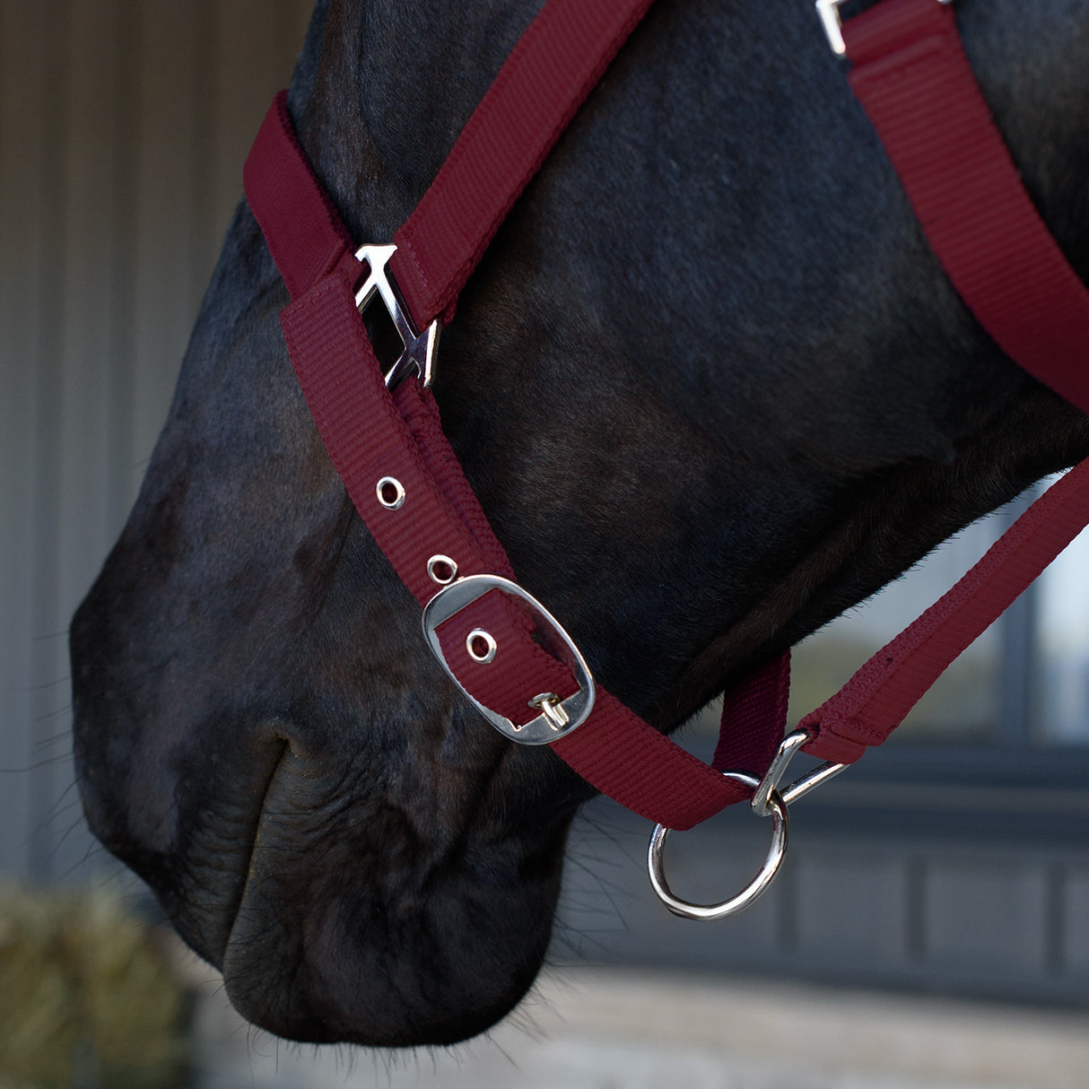 Supra Adjustable Breakaway Halter W/ Leather Crown