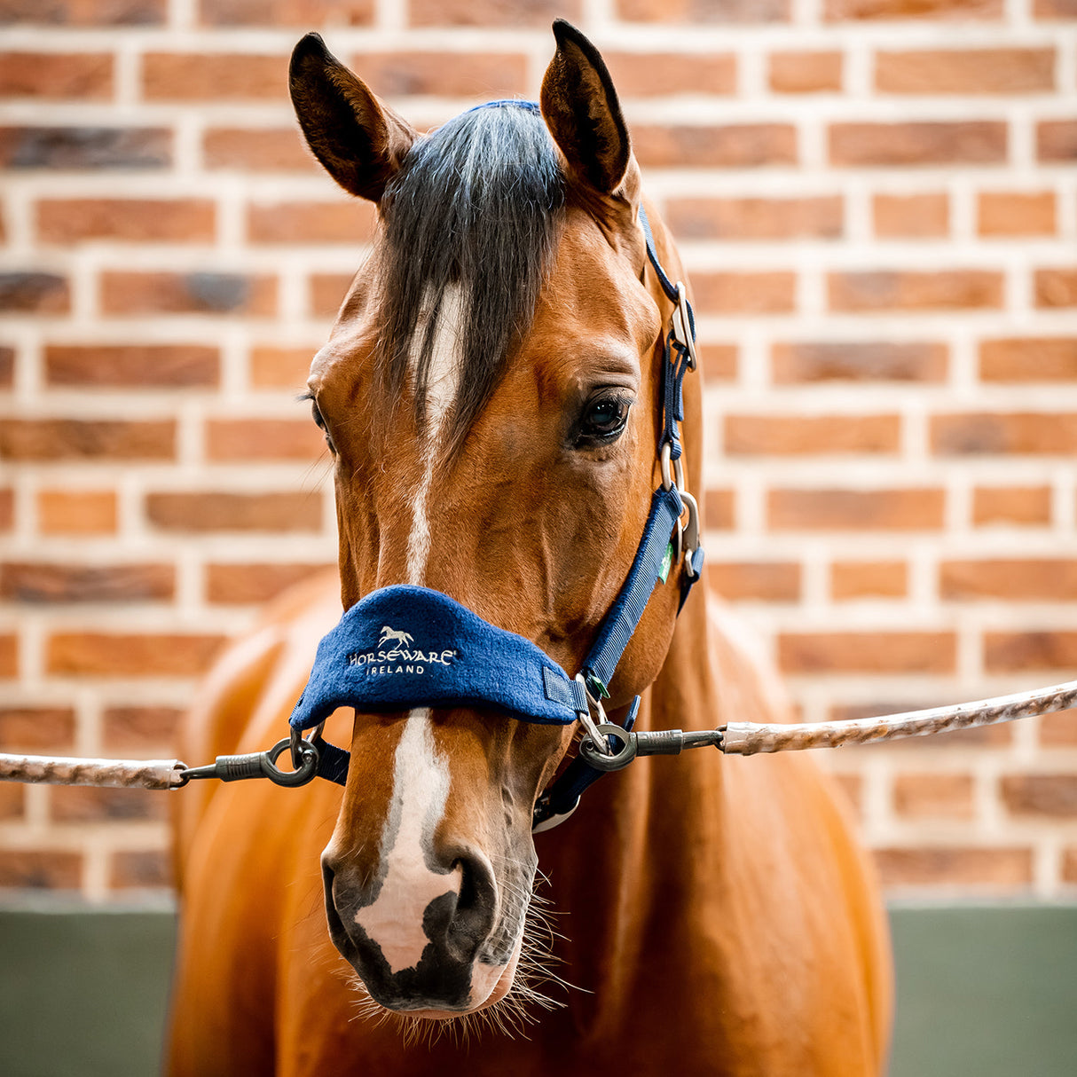 Horseware Signature Grooming Halter