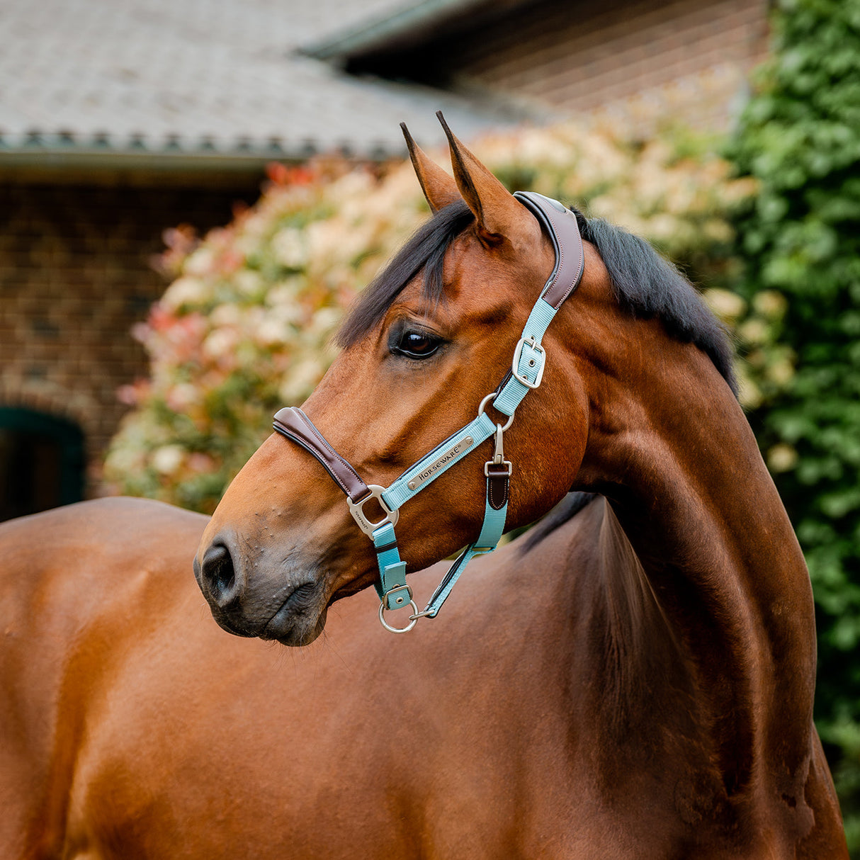 Horseware Signature Competition Halter